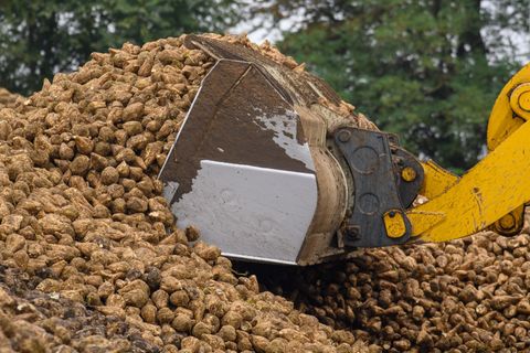 In Schladen bei Wolfsbüttel werden heute die ersten Zuckerrüben verarbeitet (Archivfoto). Foto: Klaus-Dietmar Gabbert/dpa