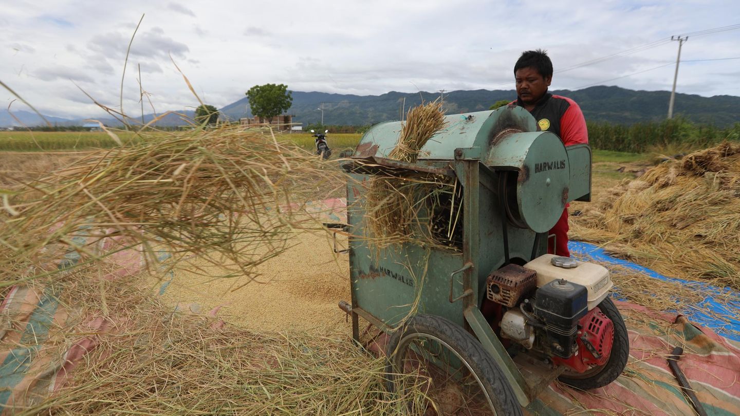 Aceh Besar, Indonesien. Erntezeit im Inselstaat: Bauern dreschen in einem Dorf mit einer Maschine den Reis von den Halmen