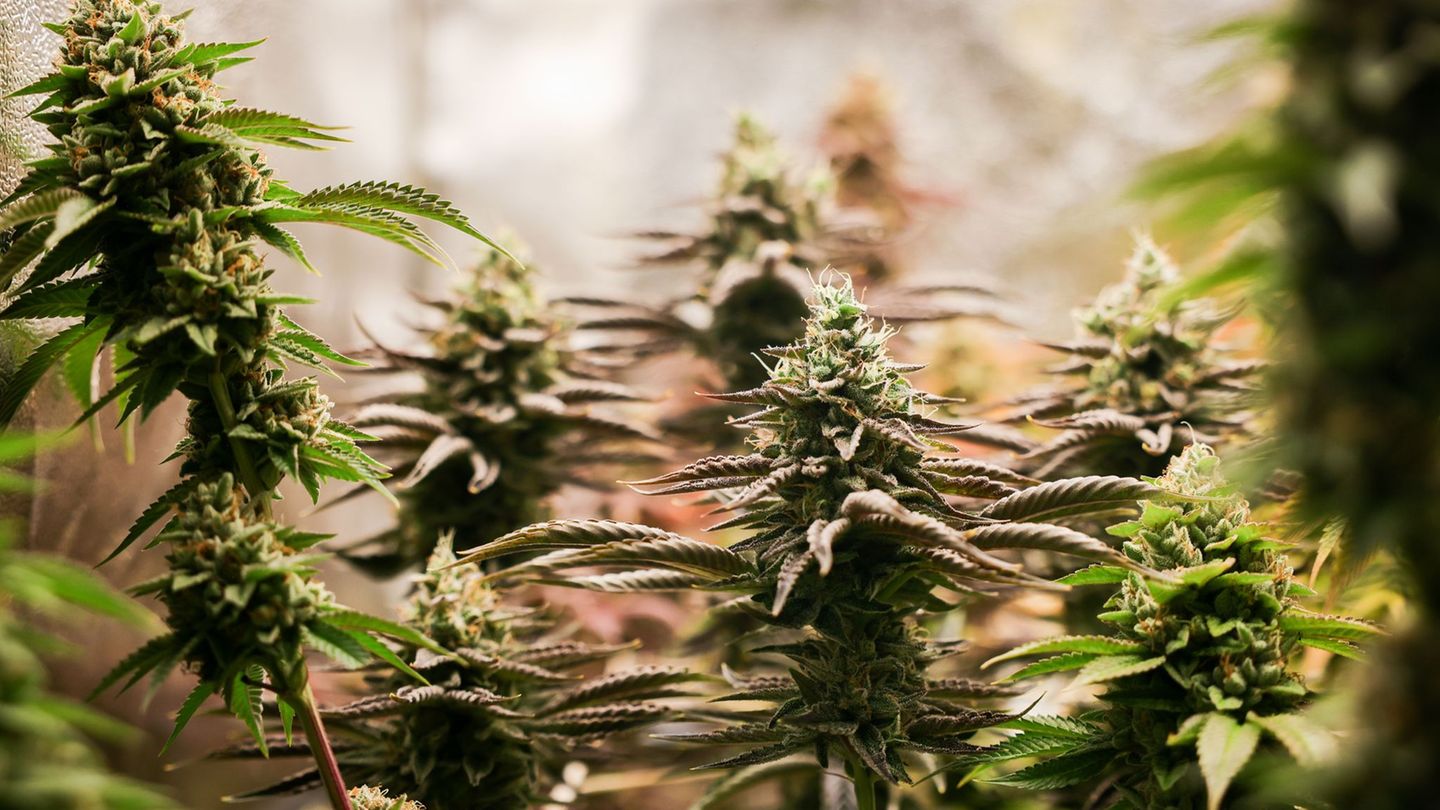Nach einem Brand im schwäbischen Friedberg ermittelt die Polizei gegen einen 39-Jährigen wegen Verstößen gegen das Cannabisgeset