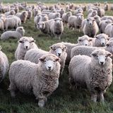 Eine Herde von Merinoschafen schaut in die Kamera