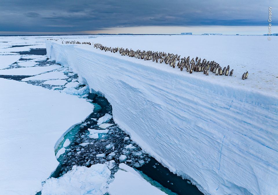 "Reise zum Eisrand" von Bertie Gregory, Antarktis Pinguinküken
