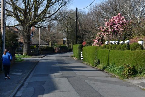 Hecke an Grundstück in Großbritannien