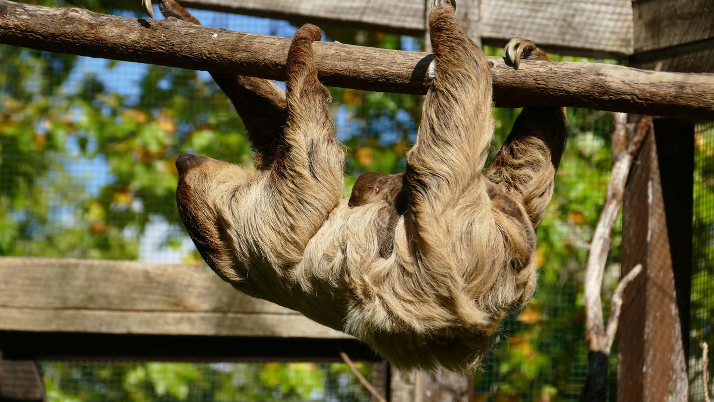 Faultier-Mama Wilma ist mit dem Jungtier auch schon in der Außenanlage ihres Geheges im Heidelberger Zoo unterwegs. Foto: Petra