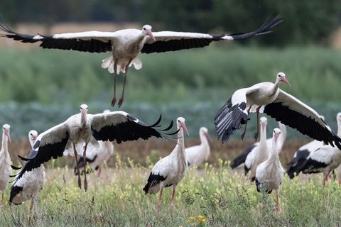 Störche im Anflug – und viele bleiben auch in der kalten Jahreszeit in Hessen. Foto: Boris Roessler/dpa