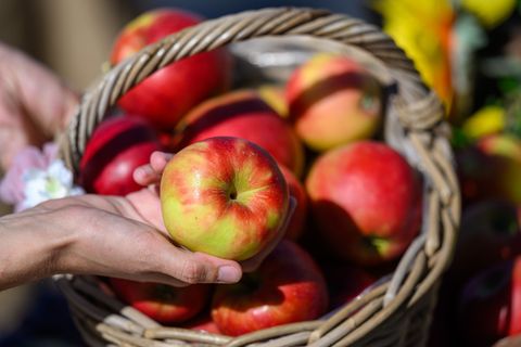 Die Bauern in Sachsen-Anhalt freuen sich über viele Äpfel. Foto: Hendrik Schmidt/dpa