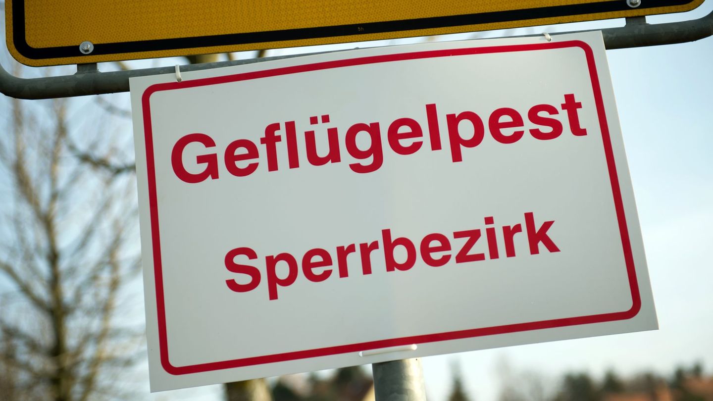 Innerhalb der Sperrzone gelten strenge Regeln für Geflügelhalter. (Symbolbild) Foto: Arno Burgi/dpa-Zentralbild/dpa