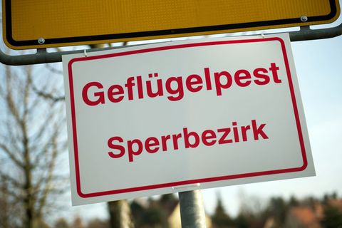 Innerhalb der Sperrzone gelten strenge Regeln für Geflügelhalter. (Symbolbild) Foto: Arno Burgi/dpa-Zentralbild/dpa