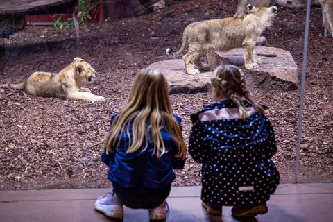 Diese beiden Nachkommen hat Löwenmutter Heidi erfolgreich großgezogen. Ihren jüngsten Nachwuchs nahm sie nach anfänglicher Fürso