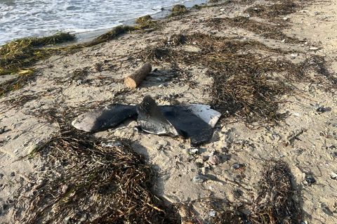 Schweinswalflosse am Strand gefunden. Foto: -/BUND/dpa