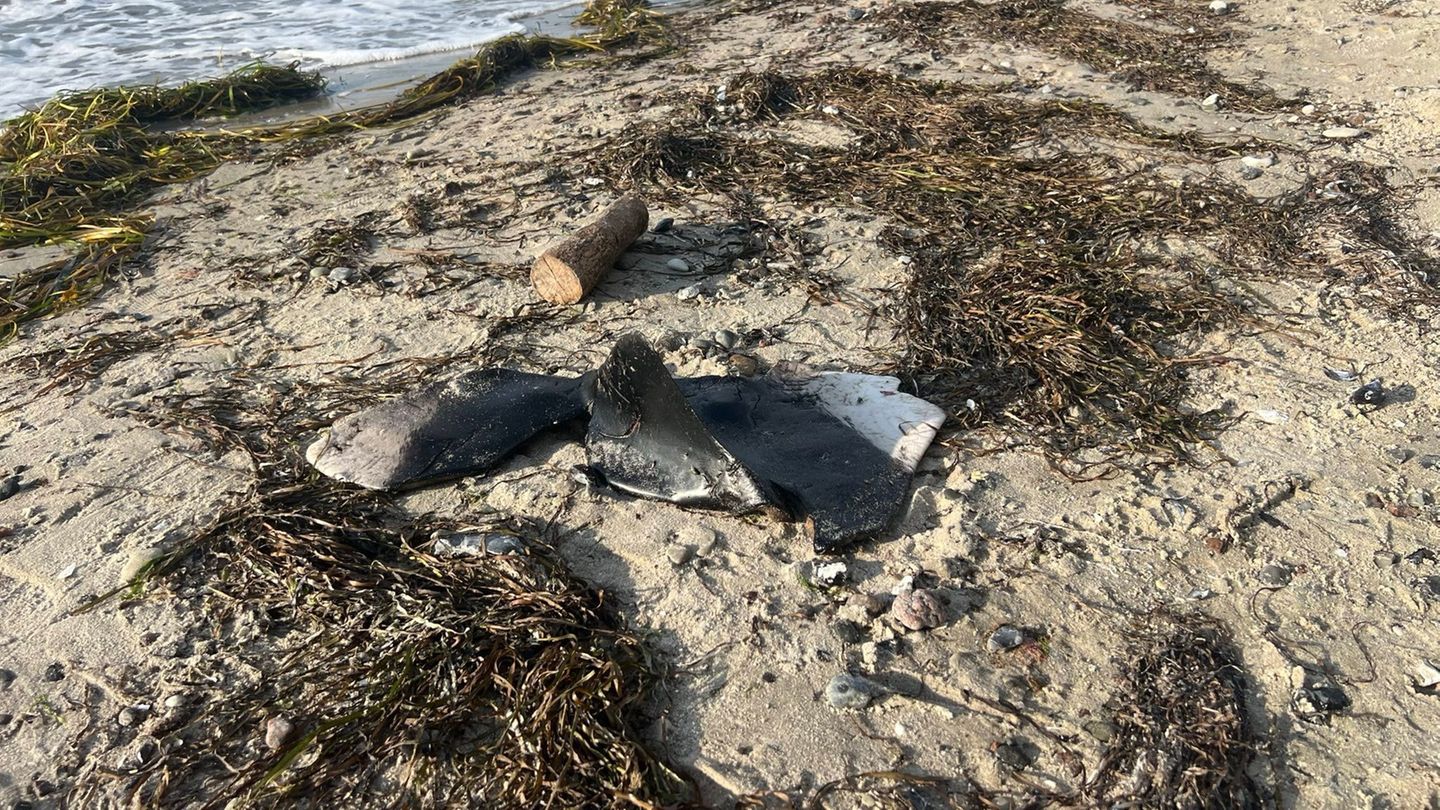 Schweinswalflosse am Strand gefunden. Foto: -/BUND/dpa