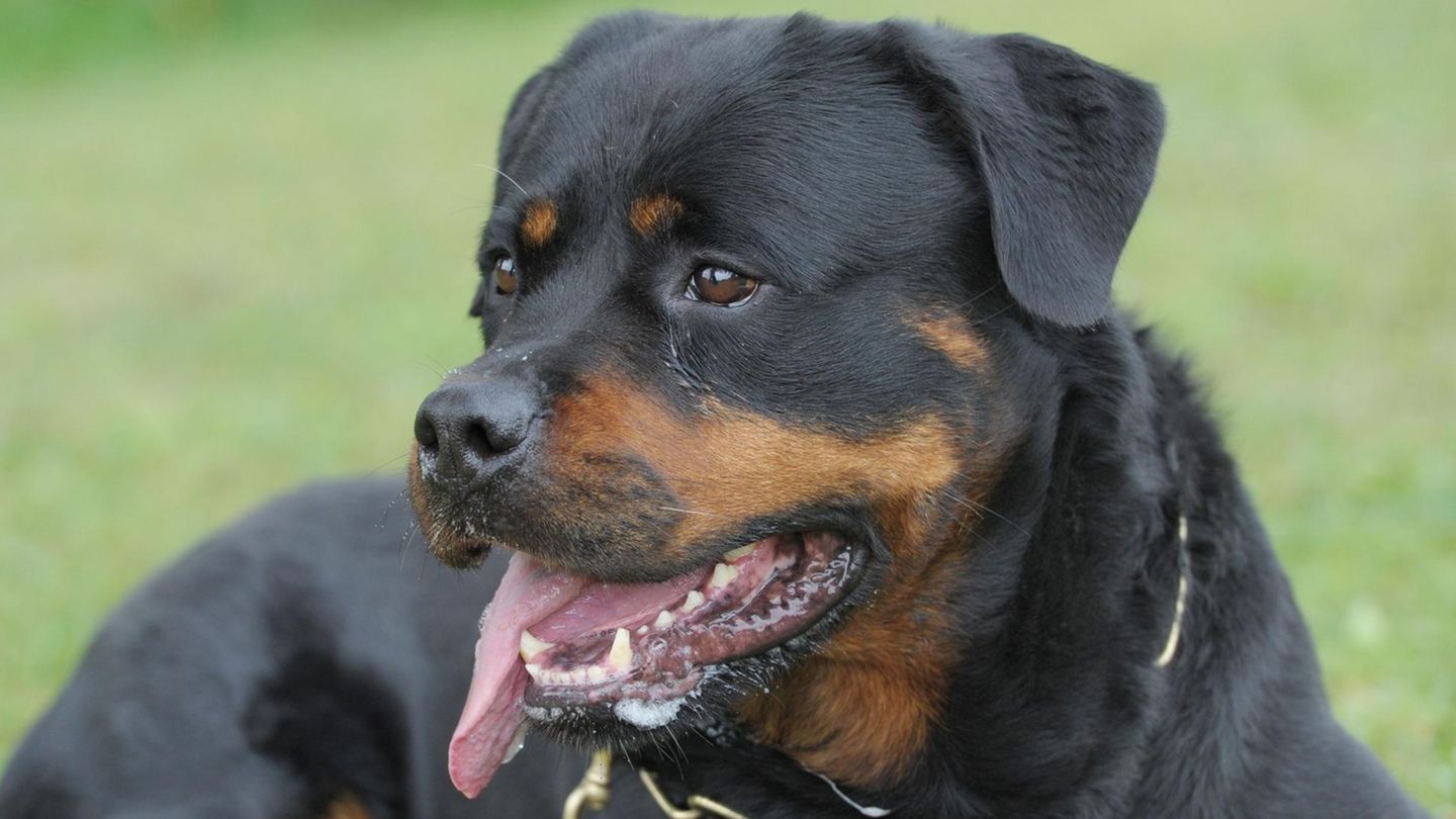 Ein Rottweiler