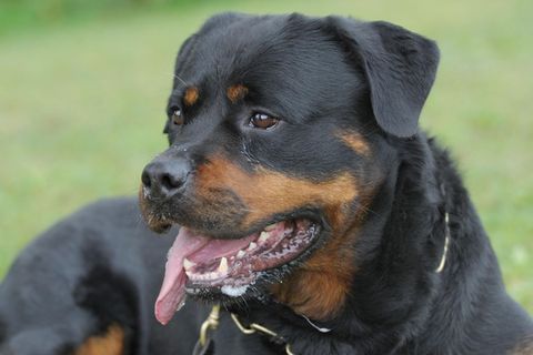 Ein Rottweiler