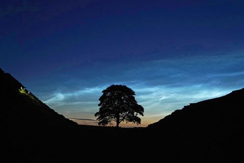 Der Sycamore Gap Tree in England war einst ein beliebtes Fotomotiv. (Archivfoto) Foto: Owen Humphreys/PA Wire/dpa