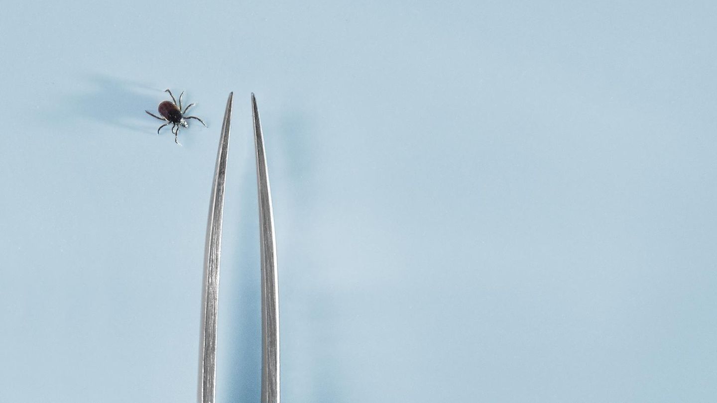 Remove ticks: methods, aids and possible errors