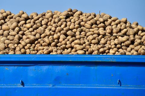 Rund Sechs Tonnen Kartoffeln verlor der Landwirt auf der B2. (Symbolbild) Foto: picture alliance / ZB