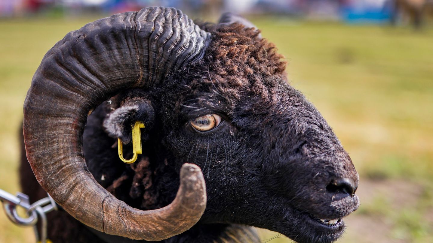 Anlässlich der 34. Landestierschau werden bei der Norla mehrere Hundert Tiere vorgestellt. Foto: Frank Molter/dpa