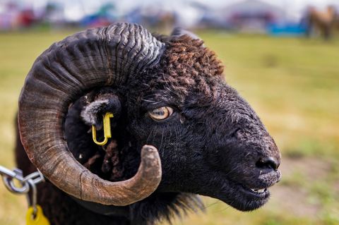 Anlässlich der 34. Landestierschau werden bei der Norla mehrere Hundert Tiere vorgestellt. Foto: Frank Molter/dpa