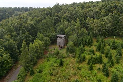 Viele Landkreise in Rheinland-Pfalz haben mehr als 50 Prozent Waldanteil. (Archivbild) Foto: Sascha Ditscher/dpa