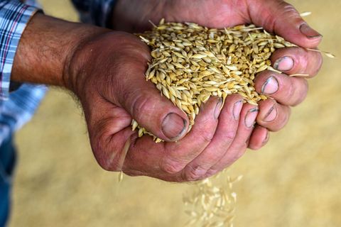 Mehrere Wochen Regen mitten in der Getreideernte haben Sachsens Bauern dieses Jahr bangen lassen. Foto: Hendrik Schmidt/dpa