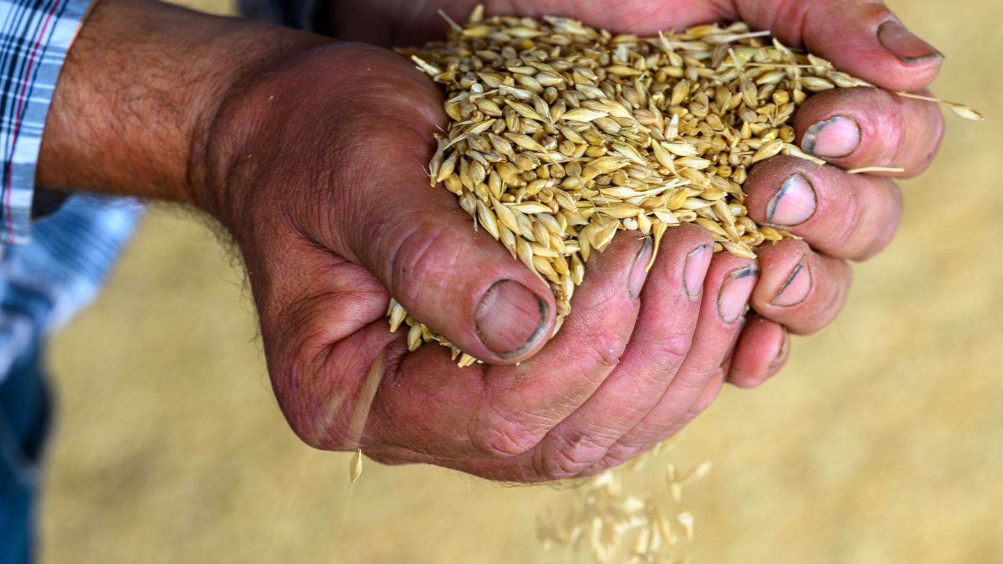 Mehrere Wochen Regen mitten in der Getreideernte haben Sachsens Bauern dieses Jahr bangen lassen. Foto: Hendrik Schmidt/dpa