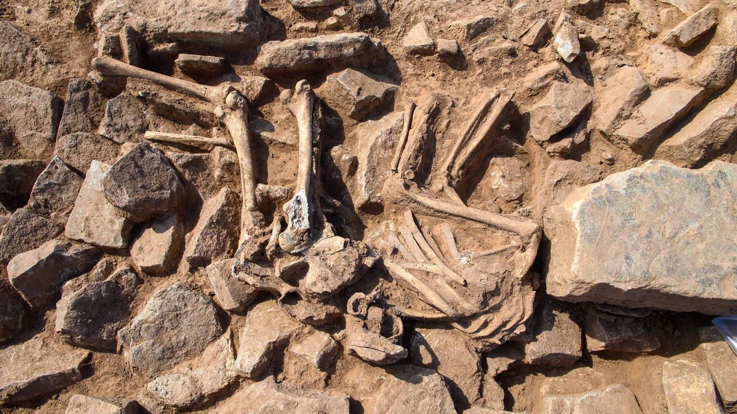 Ein Skelett wurde bei Grabungen im ehemaligen Kloster Kaltenborn gefunden. Foto: Klaus-Dietmar Gabbert/dpa