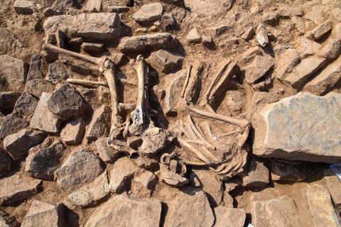Ein Skelett wurde bei Grabungen im ehemaligen Kloster Kaltenborn gefunden. Foto: Klaus-Dietmar Gabbert/dpa