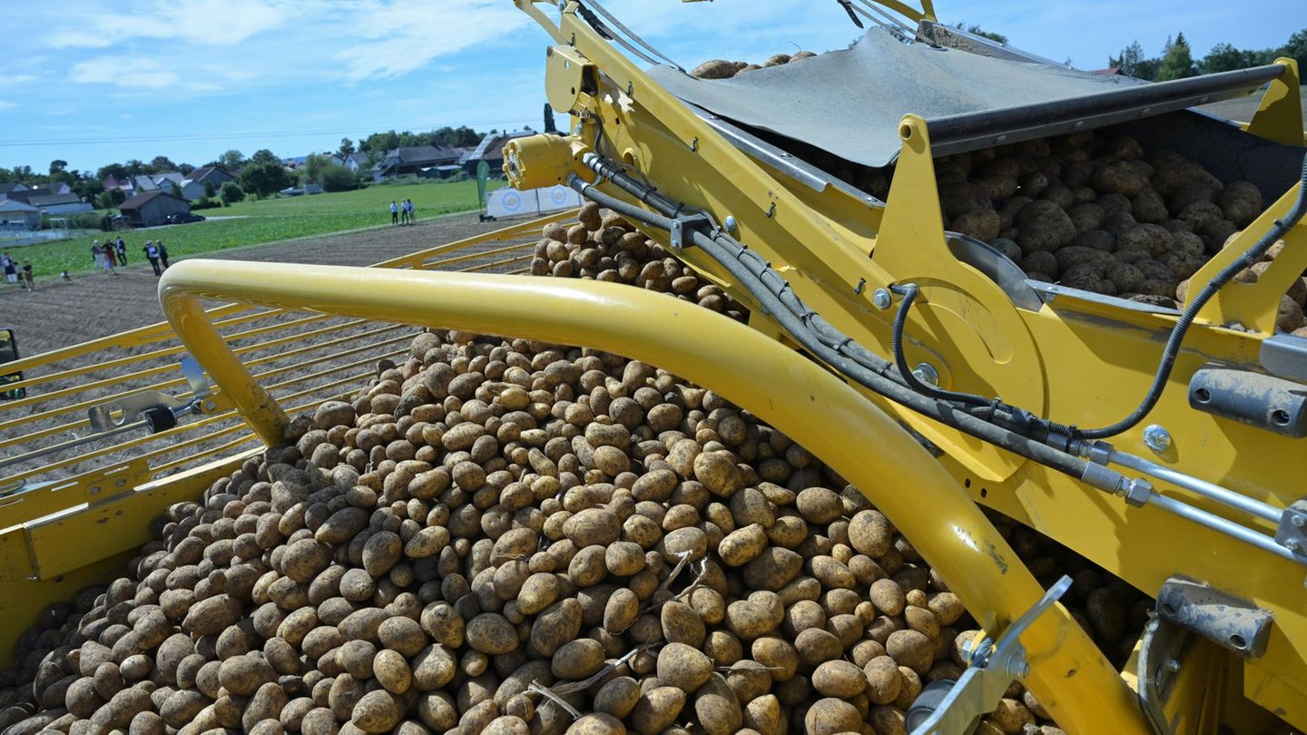 Bayerns Landwirte erwarten in diesem Jahr eine gute Kartoffelernte. Foto: Peter Kneffel/dpa