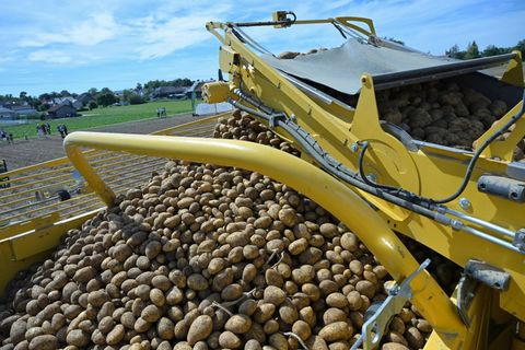 Bayerns Landwirte erwarten in diesem Jahr eine gute Kartoffelernte. Foto: Peter Kneffel/dpa