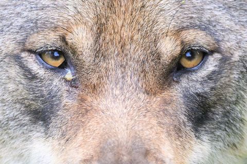 Im Ilm-Kreis ist ein junger Wolf angeschossen und so schwer verletzt worden, dass die örtlichen Behörden das Tier einschläferten