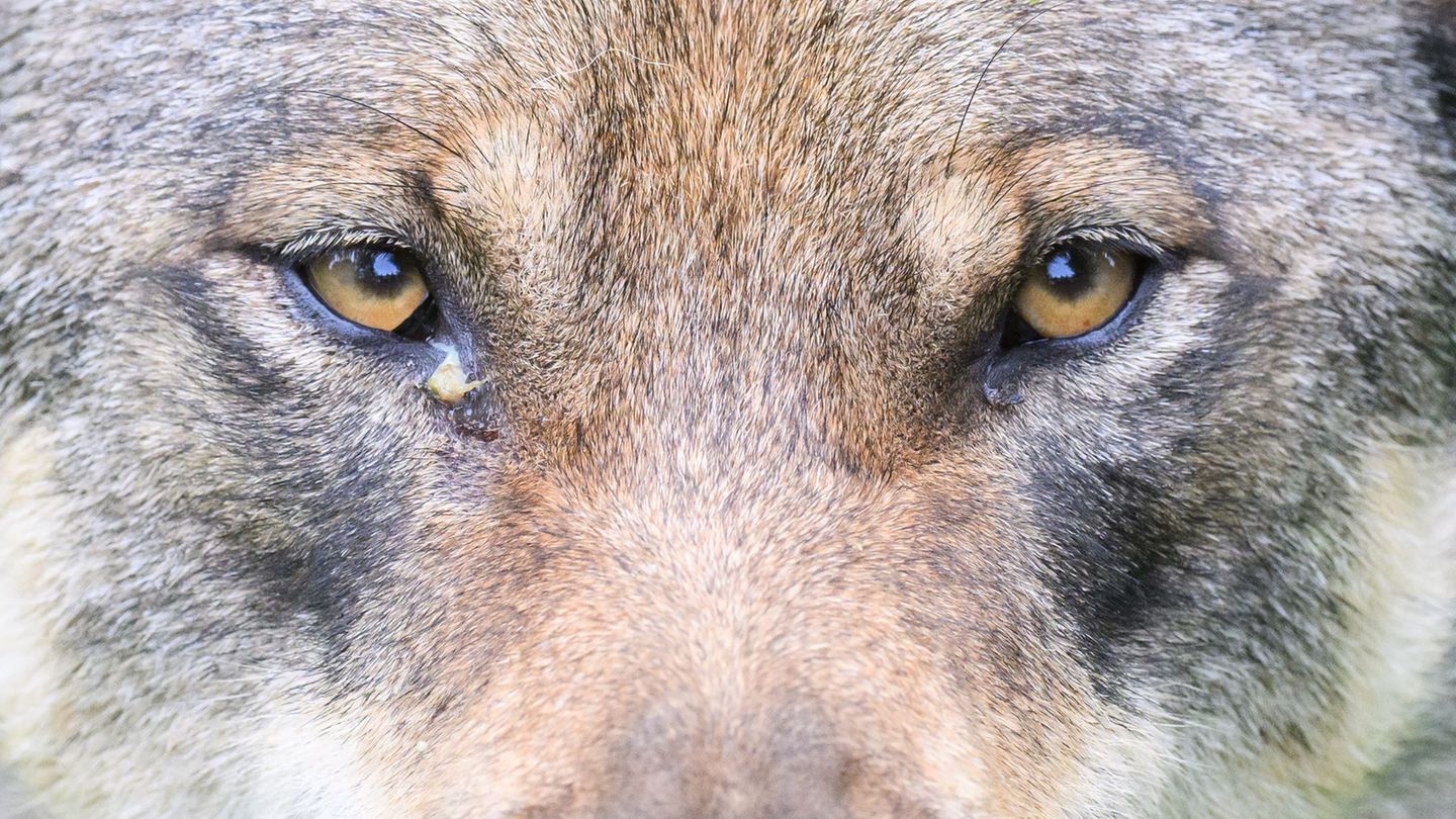 Im Ilm-Kreis ist ein junger Wolf angeschossen und so schwer verletzt worden, dass die örtlichen Behörden das Tier einschläferten