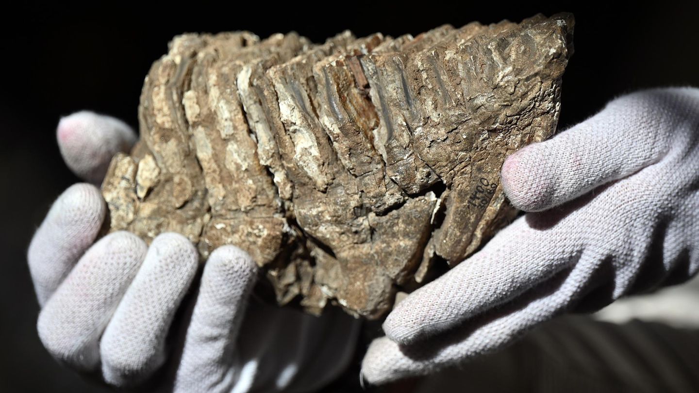 Backenzahn eines Mammuts in Düsseldorf gefunden