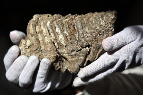 Backenzahn eines Mammuts in Düsseldorf gefunden