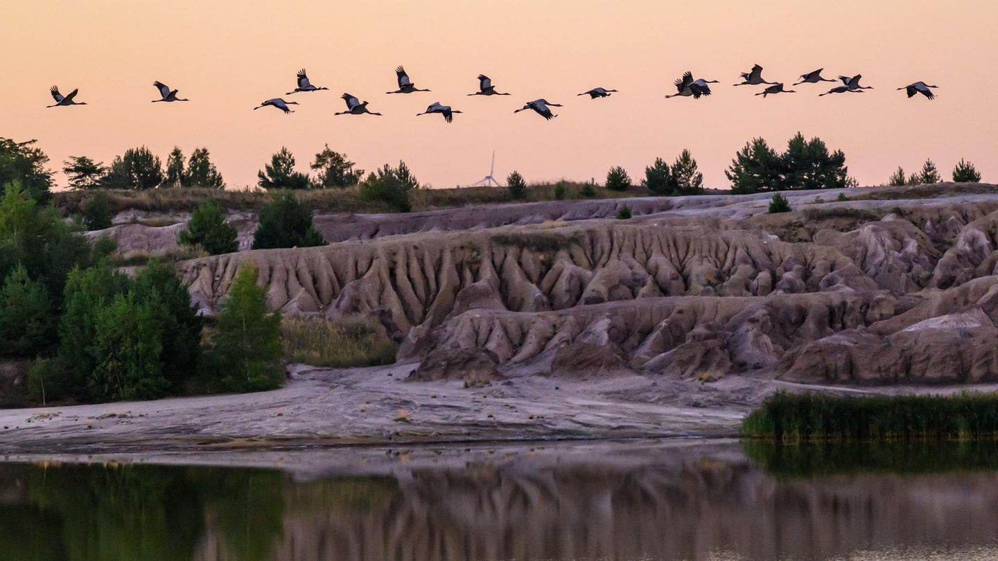 Brandenburg, Luckau/Ot Görlsdorf: Kraniche fliegen zum Sonnenaufgang nahe dem über den Schlabendorfer See, einem Bergbaufolgesee im Naturpark Niederlausitzer Landrücken. Dort lassen sich aktuell die ersten Szenen eines faszinierenden Naturschauspiels beobachten. Ob Kiebitz, Graugans, Kranich, Rauchschwalben oder Neuntöter – sie alle bereiten sich auf den Winter vor