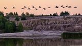 Brandenburg, Luckau/Ot Görlsdorf: Kraniche fliegen zum Sonnenaufgang nahe dem über den Schlabendorfer See, einem Bergbaufolgesee im Naturpark Niederlausitzer Landrücken. Dort lassen sich aktuell die ersten Szenen eines faszinierenden Naturschauspiels beobachten. Ob Kiebitz, Graugans, Kranich, Rauchschwalben oder Neuntöter – sie alle bereiten sich auf den Winter vor