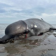 Ein im in Munkmarsch auf Sylt angetriebener und erschossener Wal