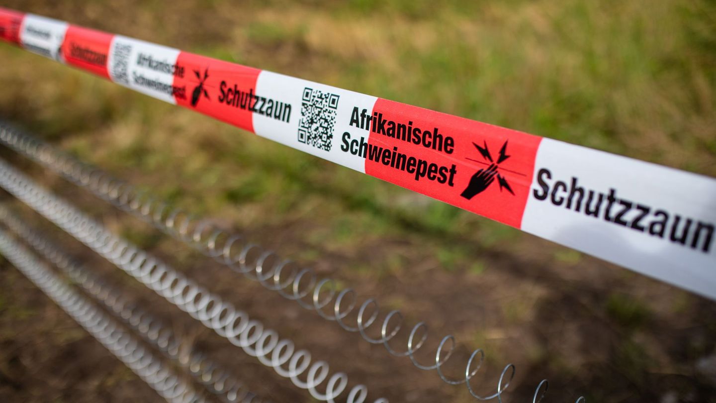 Die Afrikanische Schweinepest gilt fünf Jahre nach dem ersten Ausbruch in Sachsen als weitgehend eingedämmt. (Symbolbild) Foto: