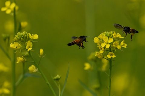 Bienen an Blüten