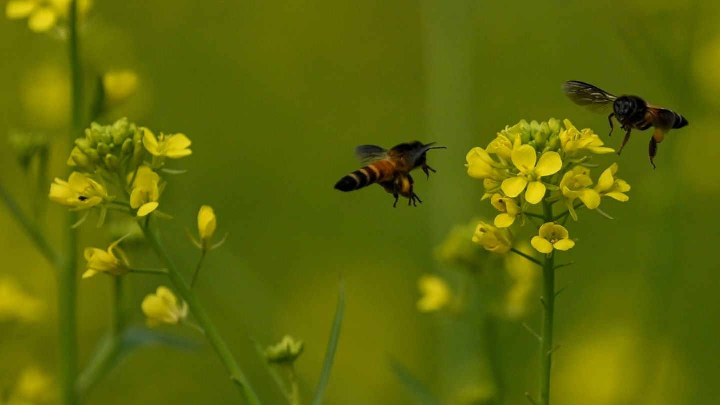 Bienen an Blüten