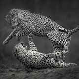 Fotografie: Leopardenmännchen springt weg vom Leopardenweibchen, das unter ihm liegt