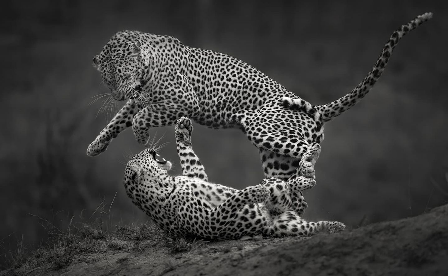 Fotografie: "Leoparden-Sprung, monochrom" von Willem Kruger Fotografie: Leopardenmännchen springt weg vom Leopardenweibchen, das unter ihm liegt