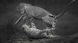 Fotografie: Leopardenmännchen springt weg vom Leopardenweibchen, das unter ihm liegt