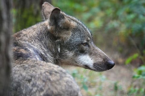 Um den Wolf gibt es in Brandenburg seit langer Zeit Streit. (Archivbild) Foto: Soeren Stache/dpa
