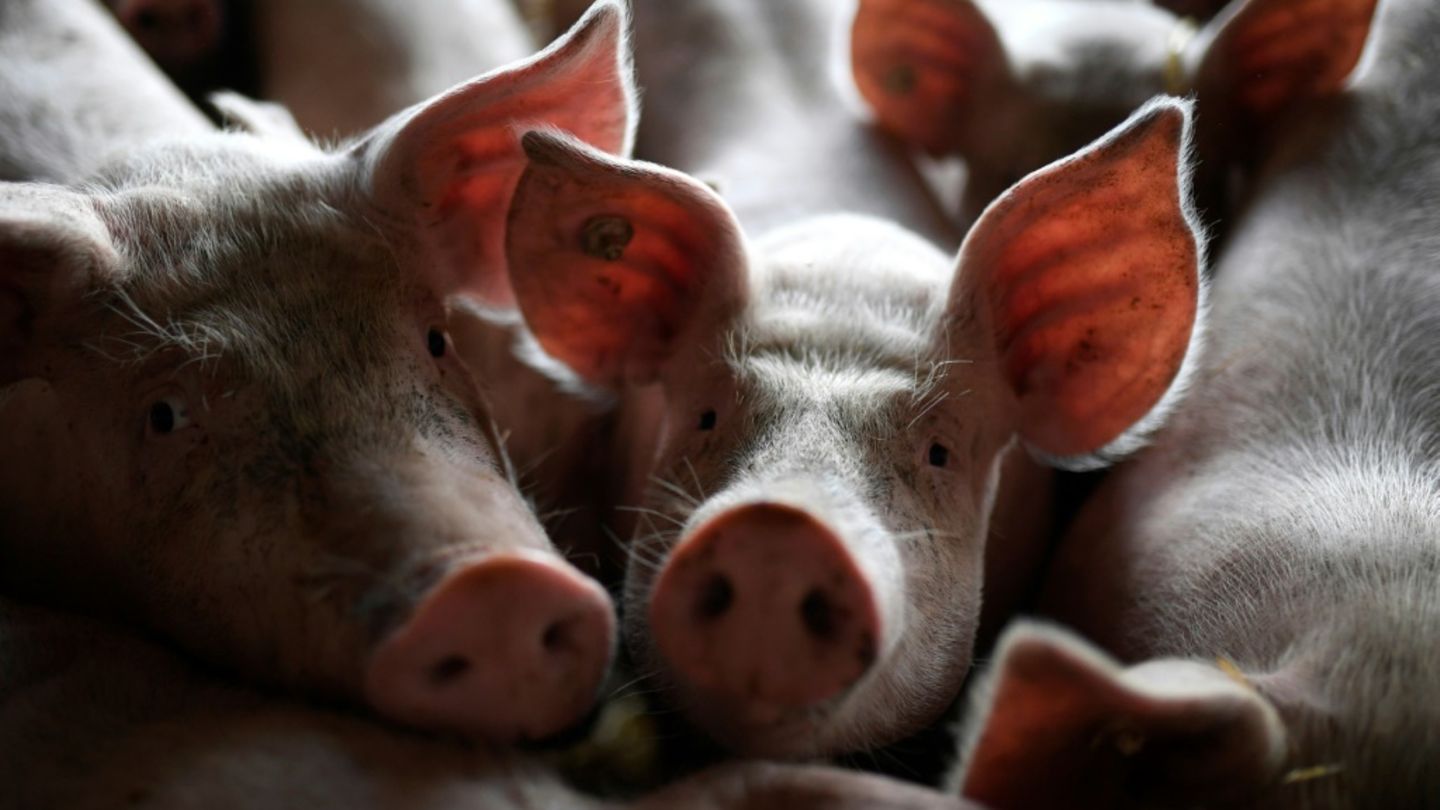 Schweine in einem Stall