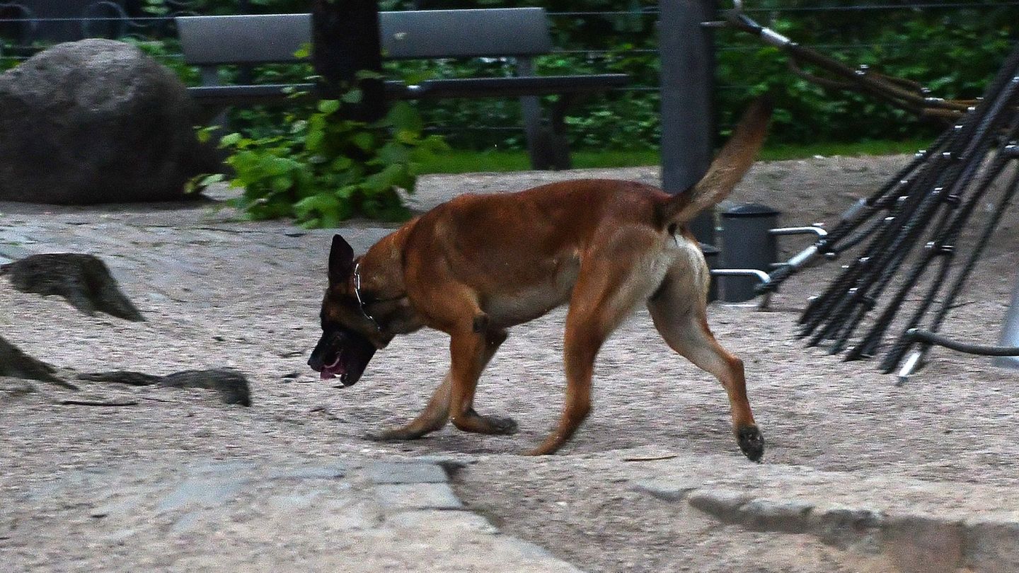 Bei den Suchmaßnahmen nach weiteren Drogen wurden auch Spürhunde eingesetzt. (Symbolbild) Foto: picture alliance / Paul Zinken/d