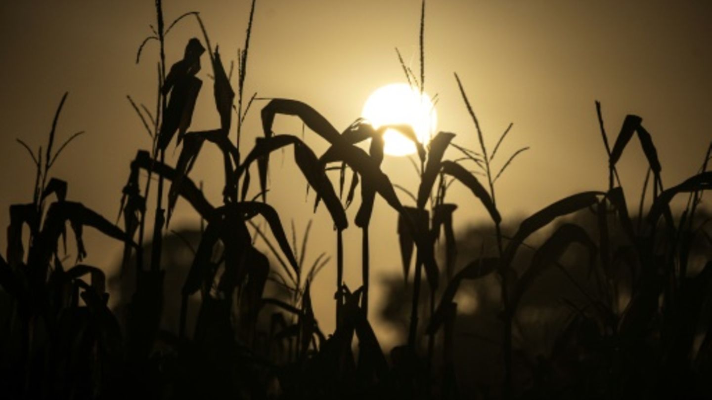Goldener Morgen