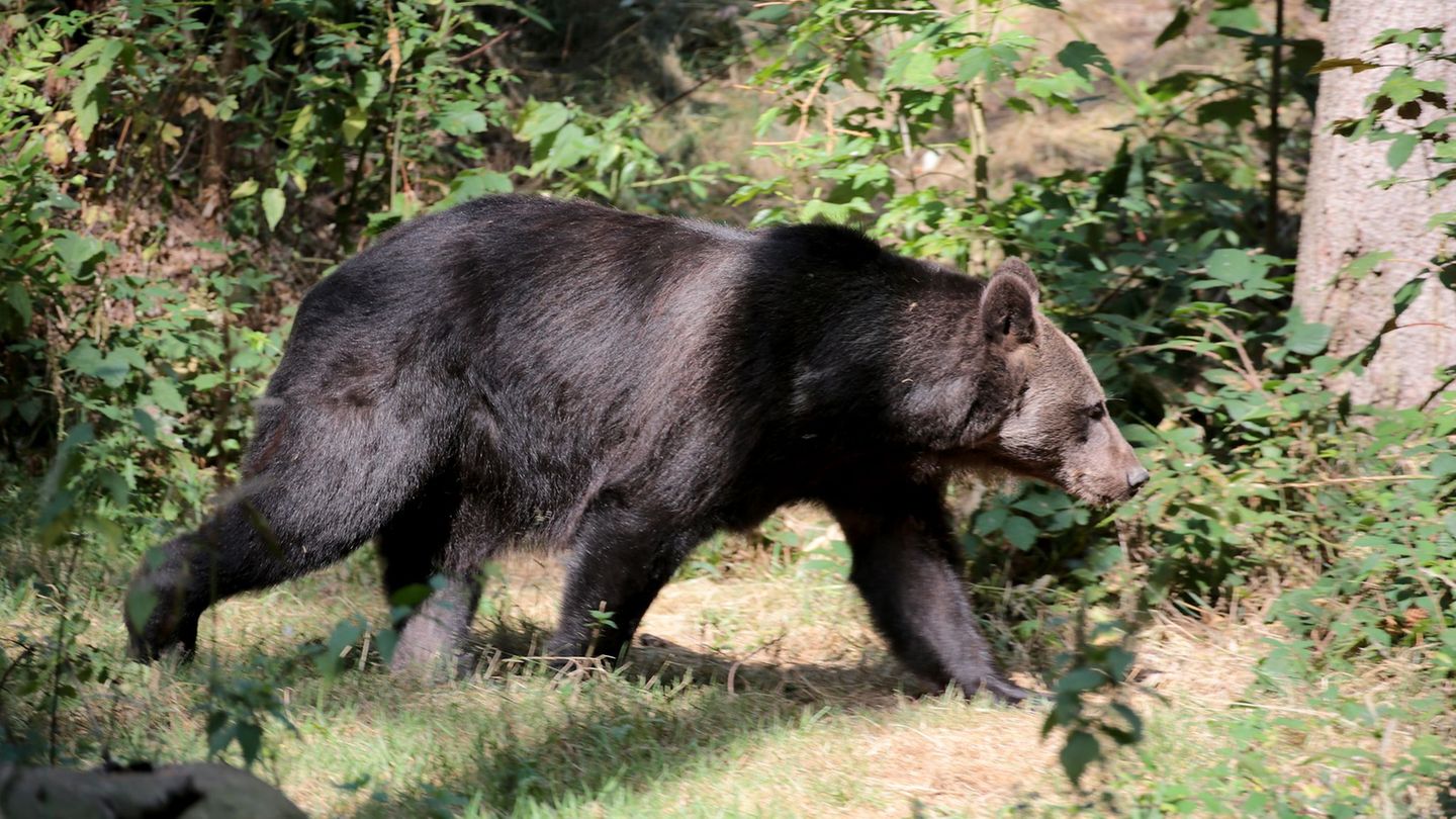 Nun kann sich das Braunbär-Pärchen in Ruhe von den Strapazen der Reise erholen. (Archivbild) Foto: Oliver Berg/dpa