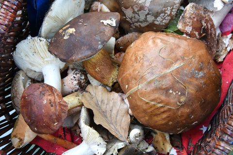 Auch fast 40 Jahre nach dem Reaktorunfall von Tschernobyl sind manche Wildpilze noch radioaktiv belastet. (Symbolbild) Foto: Wal