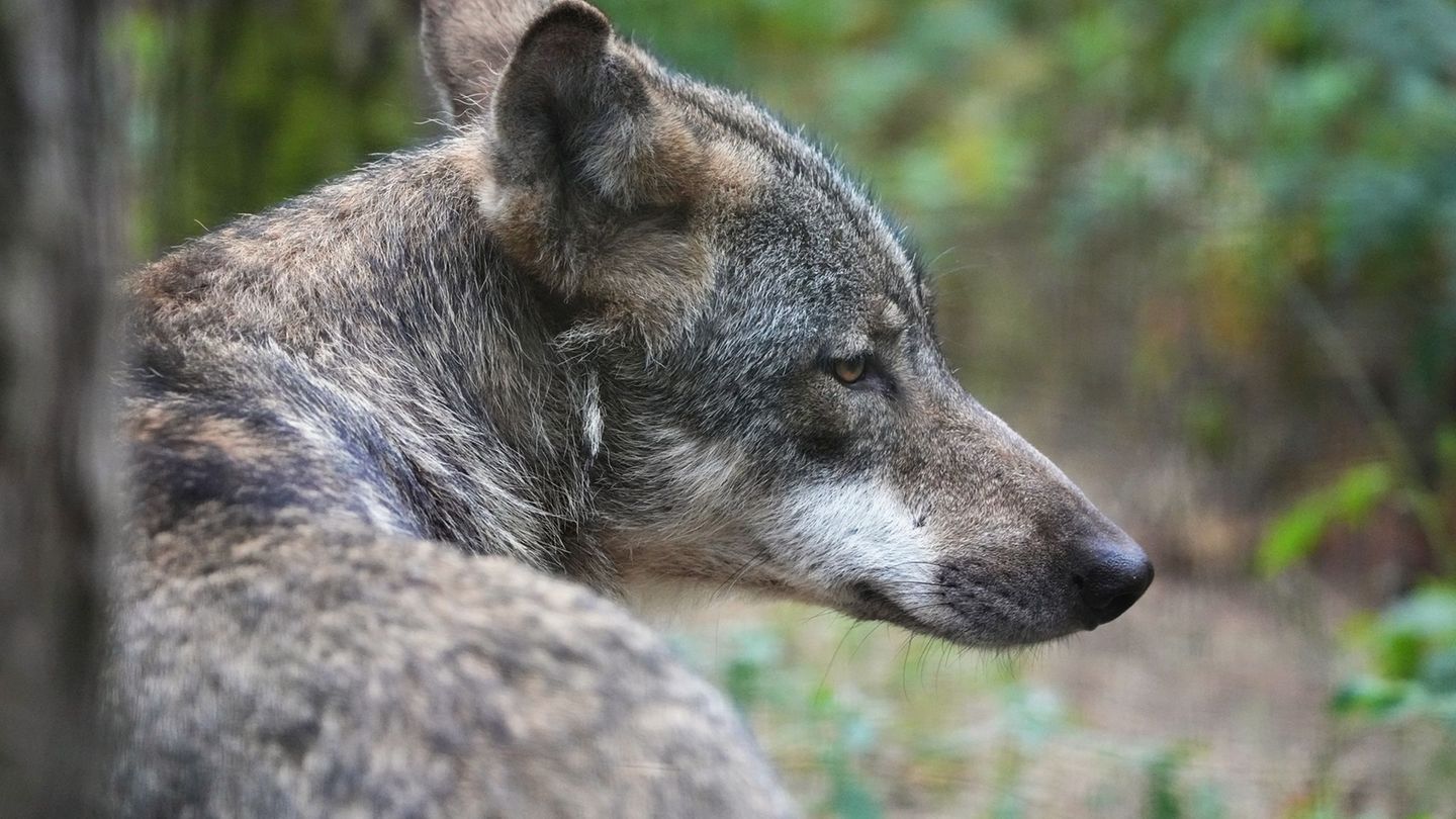Um den Wolf gibt es in Brandenburg seit langer Zeit Streit. (Archivbild) Foto: Soeren Stache/dpa