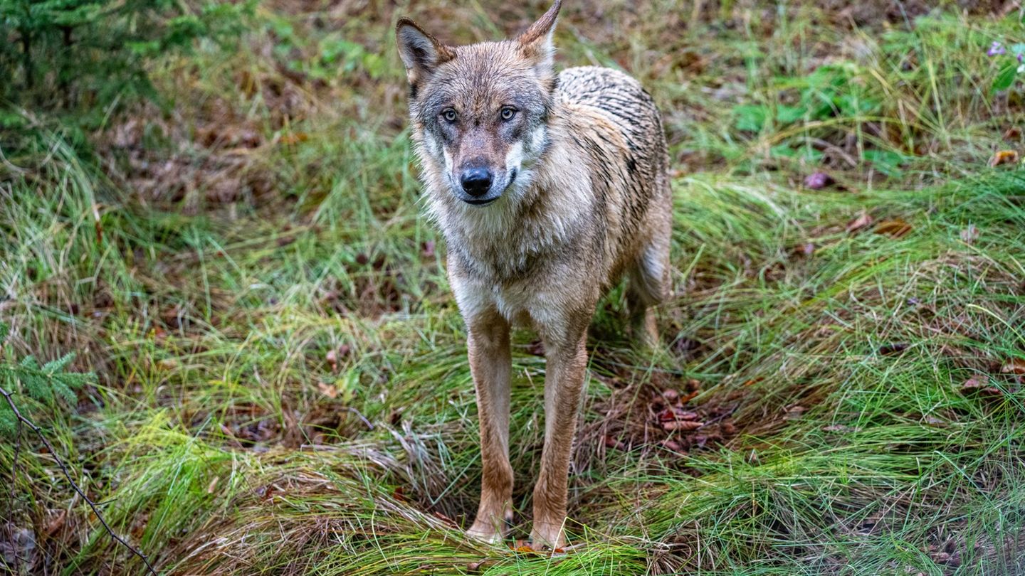 Jungwolf in einem Gehege. In Unterfranken hat ein Wolf mindestens ein Schaf gerissen. (Archivbild) Foto: Armin Weigel/dpa