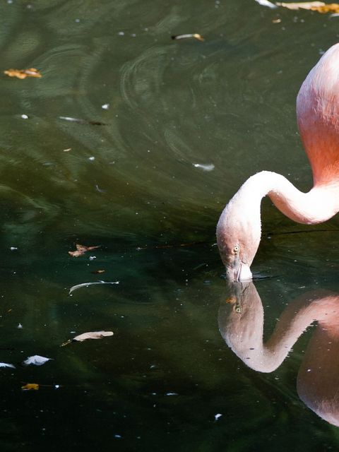 Flamingos gibt es in Deutschland vor allem in Zoos - wie hier in Dortmund. (Archivbild) Foto: picture alliance / dpa